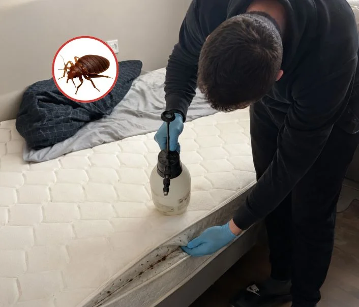 Technicien traitant un matelas contre les punaises de lit à Jambville
